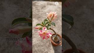 Rosey Adenium 🌺🌸😍viralvideo trending flowers garden adenium gardening hibiscus music shorts [upl. by Eiliab]