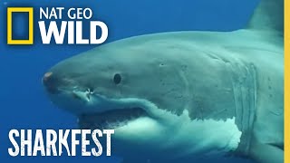 The Ultimate Predators  Inside the Terrifying World of Great White Sharks  Full Documentary [upl. by Esiuole]