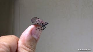 Spotted Lanternfly Lycorma delicatula [upl. by Eciralc101]