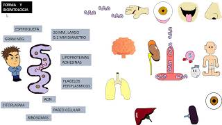 Leptospirosis Leptospira Interrogans Biflexa [upl. by Giltzow]