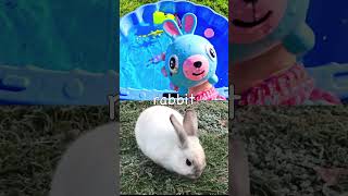 Kids Learn Animal Names Iguana Rabbit Bear Camel Rat [upl. by Tris]