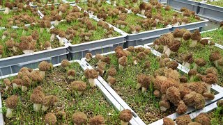 Harvest Video Controlled Indoor Cultivation of Morel Mushrooms Allyearround [upl. by Ophelia580]