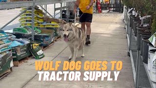 We Took a Wolf Dog to Tractor Supply  Lupine Grove [upl. by Sabsay136]