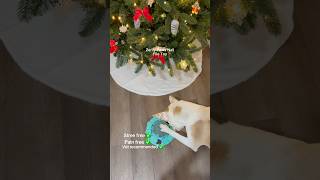 Nail grooming time doesn’t have to be stressful anymoredogshorts dog pets dognailtrim christmas [upl. by Joachim]