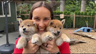 Shiba Inu adorable puppy overload Pick of the litter [upl. by Elbys]