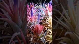 Tillandsia airplants shorts [upl. by Joanna125]