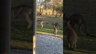 Roos passing by at Jaya this morning… 🦘 🦘 🦘 nature wildlife kangaroos australia [upl. by Myrvyn]