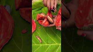 Mamey sapote atau sawo terbesar di dunia shortvideo [upl. by Knut]