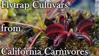 Unboxing Oddities Flytraps from California Carnivores [upl. by Oelc]