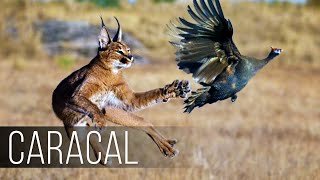 CARACAL is a CATJUMPER a Bird Hunter Caracal vs Jackals and Birds [upl. by Dotson760]