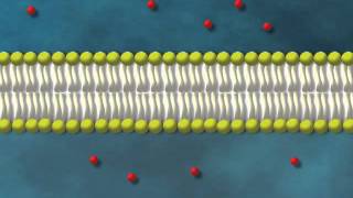 Diffusion simple [upl. by Chemarin634]