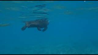 Aldabra giant tortoise floating in lagoon [upl. by Charley]