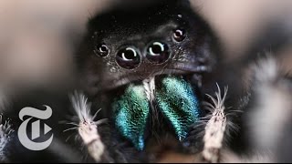 Inside a Jumping Spider’s Brain  ScienceTake  The New York Times [upl. by Aiym]