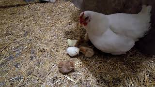 2 CHICKS need a MOM  CAT CHASEd [upl. by Shellans]