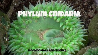 Phylum CnidariaCharacteristics and Examples [upl. by Anifur]