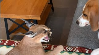 Caracal and beagle puppy playing  unusual animal friends  dog and cat friends [upl. by Luhar]