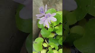 II Water hyacinth Eichhornia crassipes FLOWERING [upl. by Katrine]