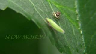 Spider Bites Leafhopper Part 1 [upl. by Leontine]