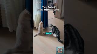 MeenG Terjatuh cat kucinganimasi statusvideo foryou [upl. by Elleniad335]