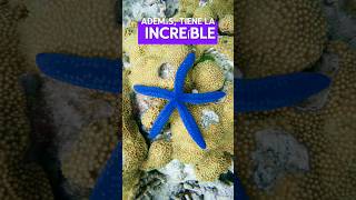 ¡La Estrella de Mar Azul que Puede Cambiar de Color 🌊💙 curiosidadesmarinas mundomarino sabiasque [upl. by Ynnod]