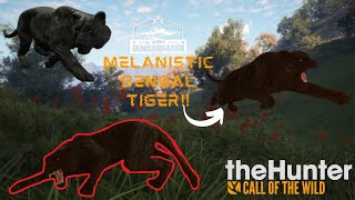 I killed a MELANISTIC Bengal Tiger  COTW [upl. by Haroppiz]