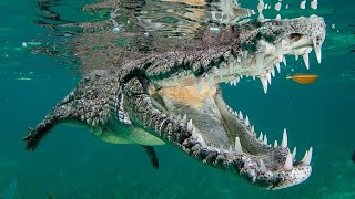 Facts The American Crocodile [upl. by Yeh]