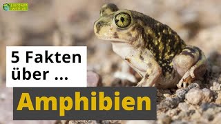 5 Fakten über Amphibien Frosch Salamander Axolotl amp Co  TierDoku für Kinder [upl. by Avin]