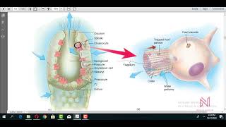 Ch9 Lec2Animal origin Phylum Porifera part 1 [upl. by Eaves]