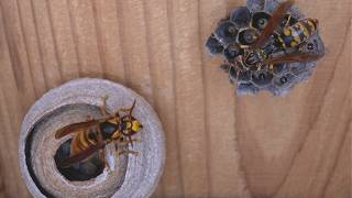 Duel Between Queens Paper Wasp vs Yellow Hornet [upl. by Pauline]