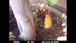 Nepenthes sanguinea pitchering timelapse [upl. by Leela76]