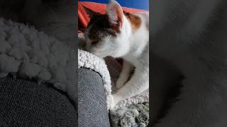 cat baking cat catlover baking Gatos viral workout cute fyp shorts [upl. by Lenci239]