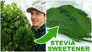 How To Process Stevia Into A Powder Sweetener [upl. by Ayyidas350]