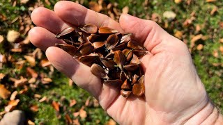 Bucheckern essen Plätzchen mit Bucheckern [upl. by Dibrin]