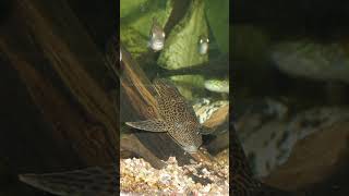 ¿PLECOSTOMUS EN EL ACUARIO pleco plecostomus plecos [upl. by Hait180]