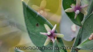 식물루스쿠스 Ruscus aculeatus독특하게 잎 표면에 꽃과 열매가 맺이는 식물 그러나 잎으로 보이는 부분은 잎이 아니고 줄기이다 [upl. by Yspyg]