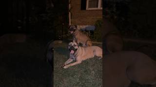 Cane Corso BEAST canecorso corso canecorsopuppies puppy canecorsolovers dogbreed [upl. by Ricardama]