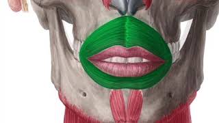 Orbicularis Oris Muscle Subliminal [upl. by Ardyaf367]