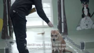 Pedigree Dentastix Advert 2014 Teddy the Staffie [upl. by Betty]