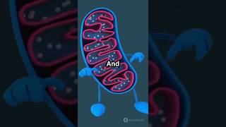 Citric Acid Cycle Explained in 60 seconds healthtips facts humananatomy citricacid facts [upl. by Ardnos74]