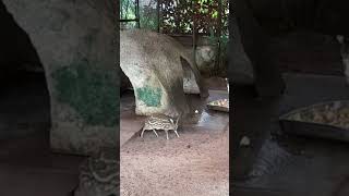 🦌 Hungry Chevrotain at Dehiwala Zoo Sri Lanka A Snack Time Spectacle shortsfeed [upl. by Rexanna737]