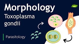 Toxoplasma gondii  Morphology  Basic Science Series [upl. by Claiborne]