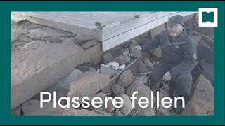 Bekjempe mink Plassere fellen [upl. by Oilejor]