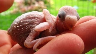 Baby Budgies Growth Stages [upl. by Juetta]