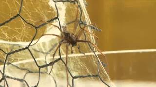 Spiders mainly harmless ones invade UK [upl. by Eelegna]