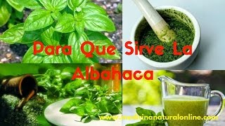 LA ALBAHACA – CONOCE SUS BENEFICIOS MEDICINALES [upl. by Lytton95]