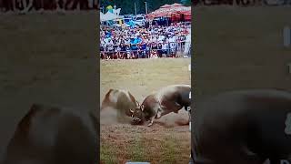 সারের লড়াই Ox fight [upl. by Shanie]