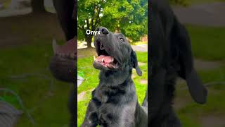 DogOnyx is Always Happy and Playful dog yt foryou shortsfeed fyp doglover [upl. by Jobey]