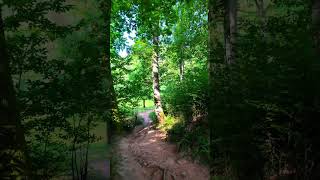 A Tranquil Forest Pathway Showcasing Lush Greenery and Sunlight Filtering Through Trees During a [upl. by Betty643]