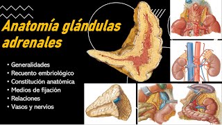 Anatomía glándula suprarrenal Generalidades fijación constitución relaciones vasos y nervios [upl. by Oleusnoc]