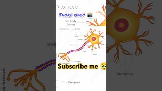 Neurone class 10th 🔥  Bihar board  neurone biology shortsfeed viralvideos shots [upl. by Ob21]